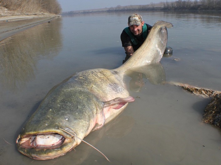 Chernobyl Wildlife is Extraordinary Decades After the Nuclear Disaster
