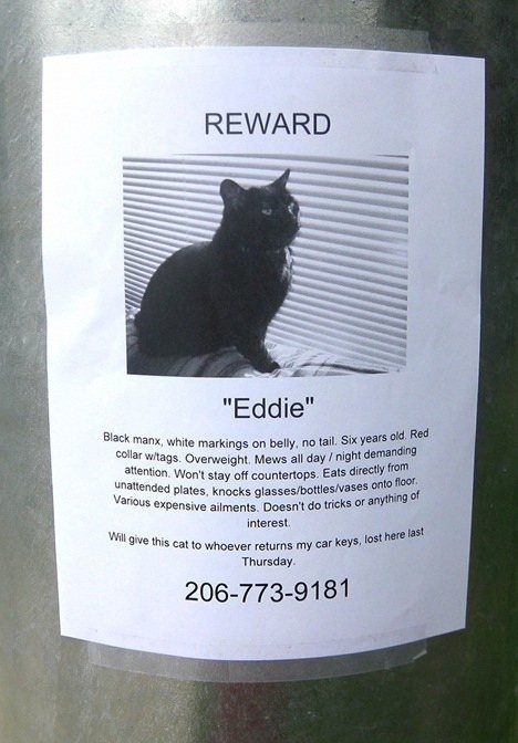 3eddiethecat.jpg.optimal.jpg