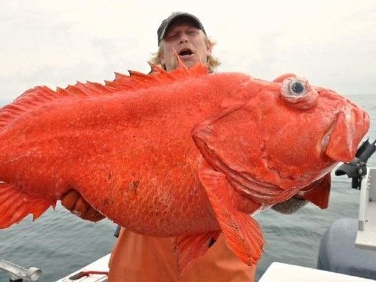 Oldest Animals The Species That Might Outlive Your Grandchildren Oldest Animals The Species That Might Outlive Your Grandchildren