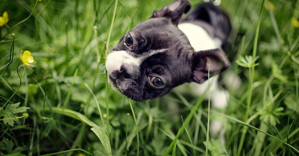 Weird Dog Behavior Explained Why Your Pup Does Weird Things