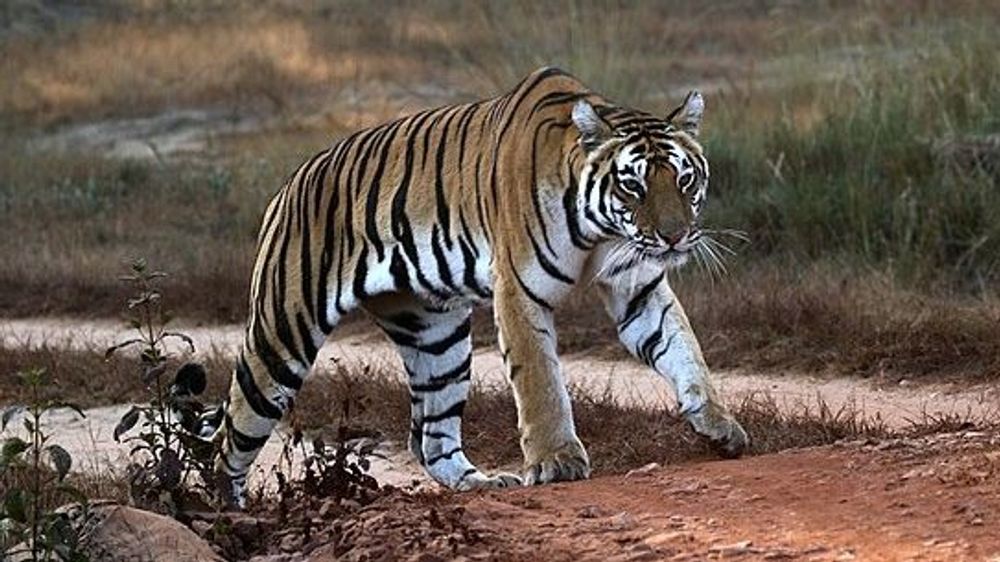 Deadliest State Animals Which One Lives in YOUR State?