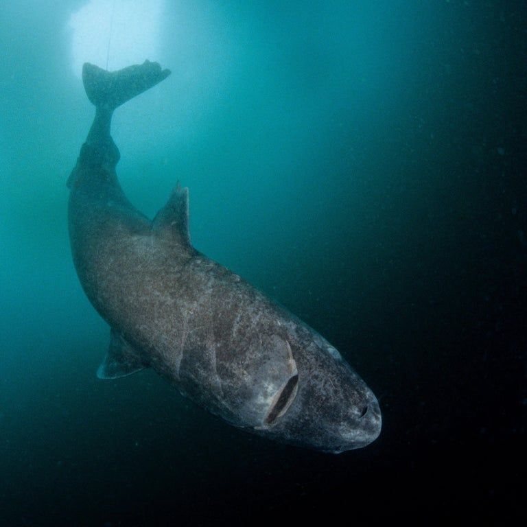 oldest-animals-the-species-that-might-outlive-your-grandchildren