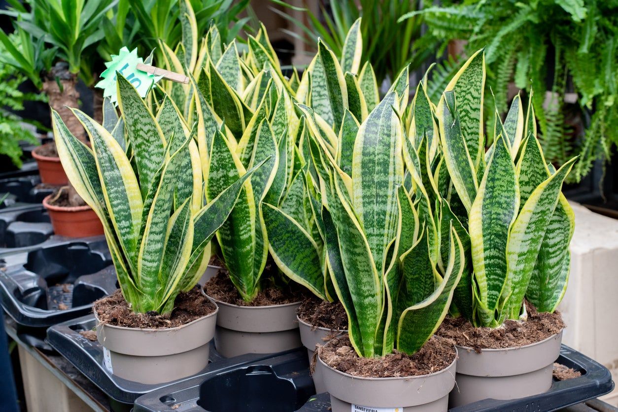 How To Take Proper Care of Snake Plants Your Diy