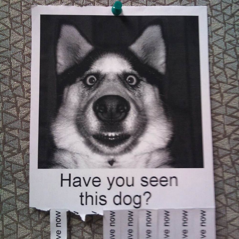 Lost and Found Signs That'll Make You Stop in Your Tracks