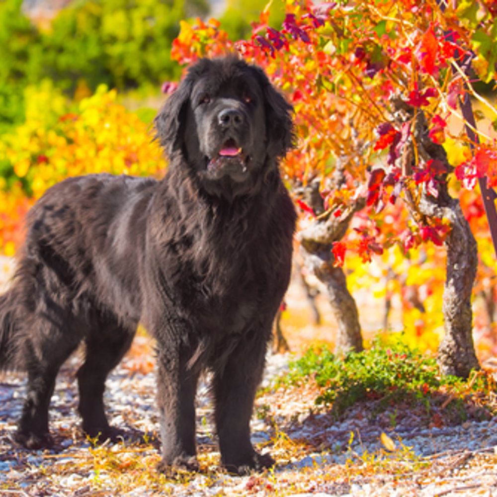 Most Expensive Dog Breeds That Only the Rich Can Afford