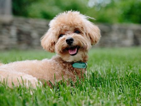 The Best Dog Breeds to Rescue