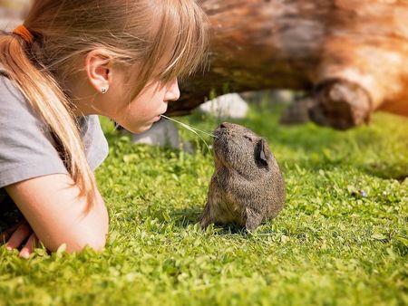 The Best Pets for Those Battling Anxiety