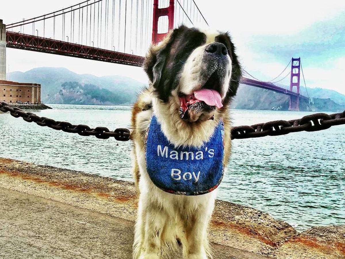 The Best Ways to Vacation with a Pet