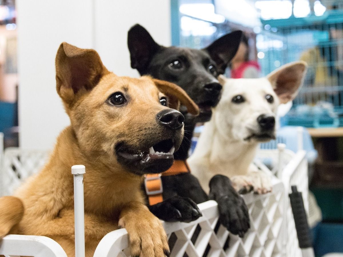The Top Reasons to Rescue a Dog