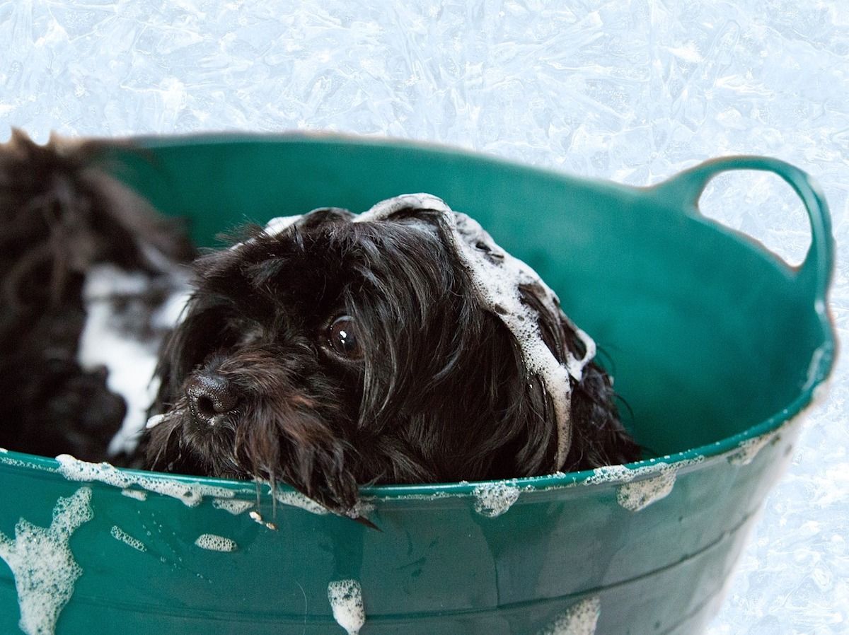 Funny Pet Fails Any Animal Owner Can Relate To