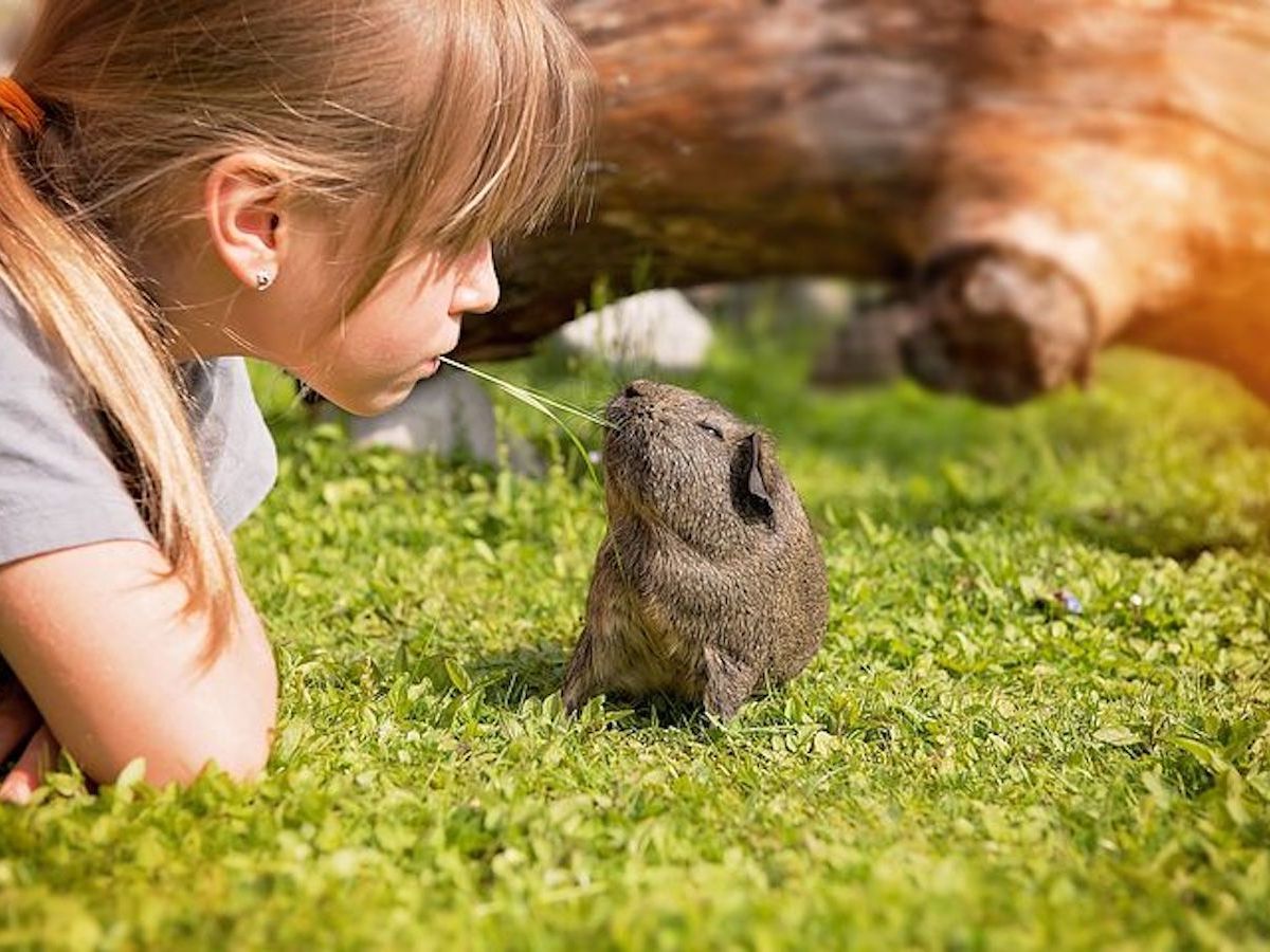 Guinea Pigs are Some of the Best Pets Money Can Buy