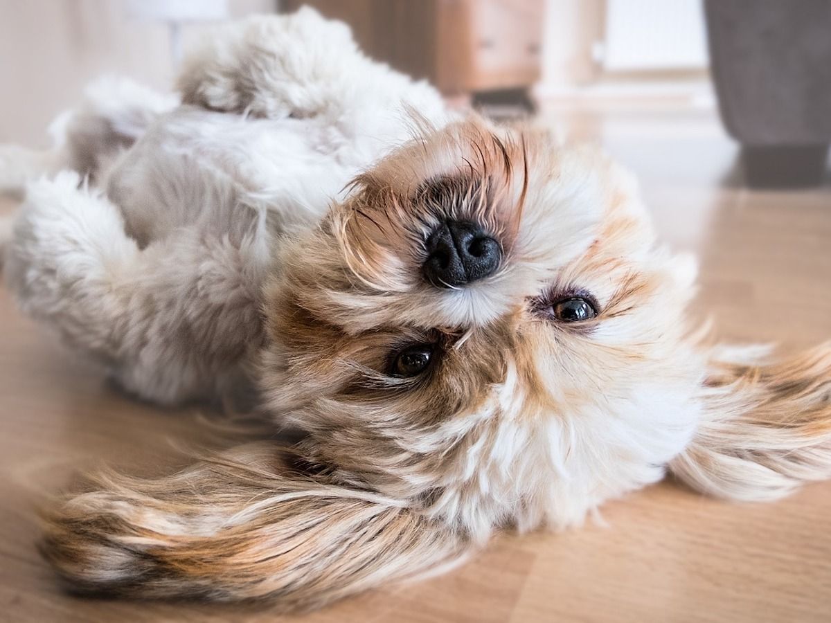 The Best Pets for Apartment Dwellers
