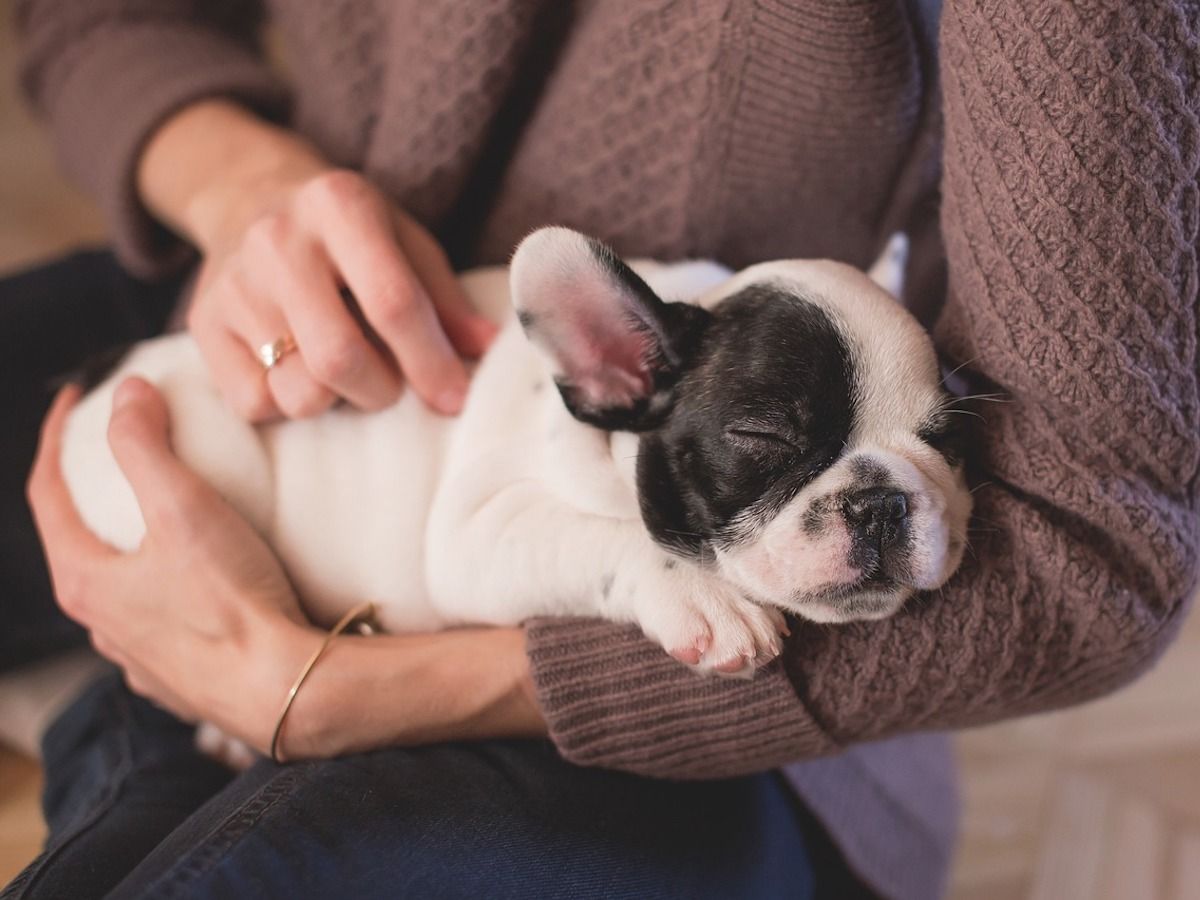 Tips to Building a Great Relationship With Your New Puppy