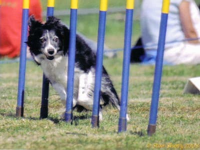 Five Enriching and Fun Activities You Can Do With Your Dog