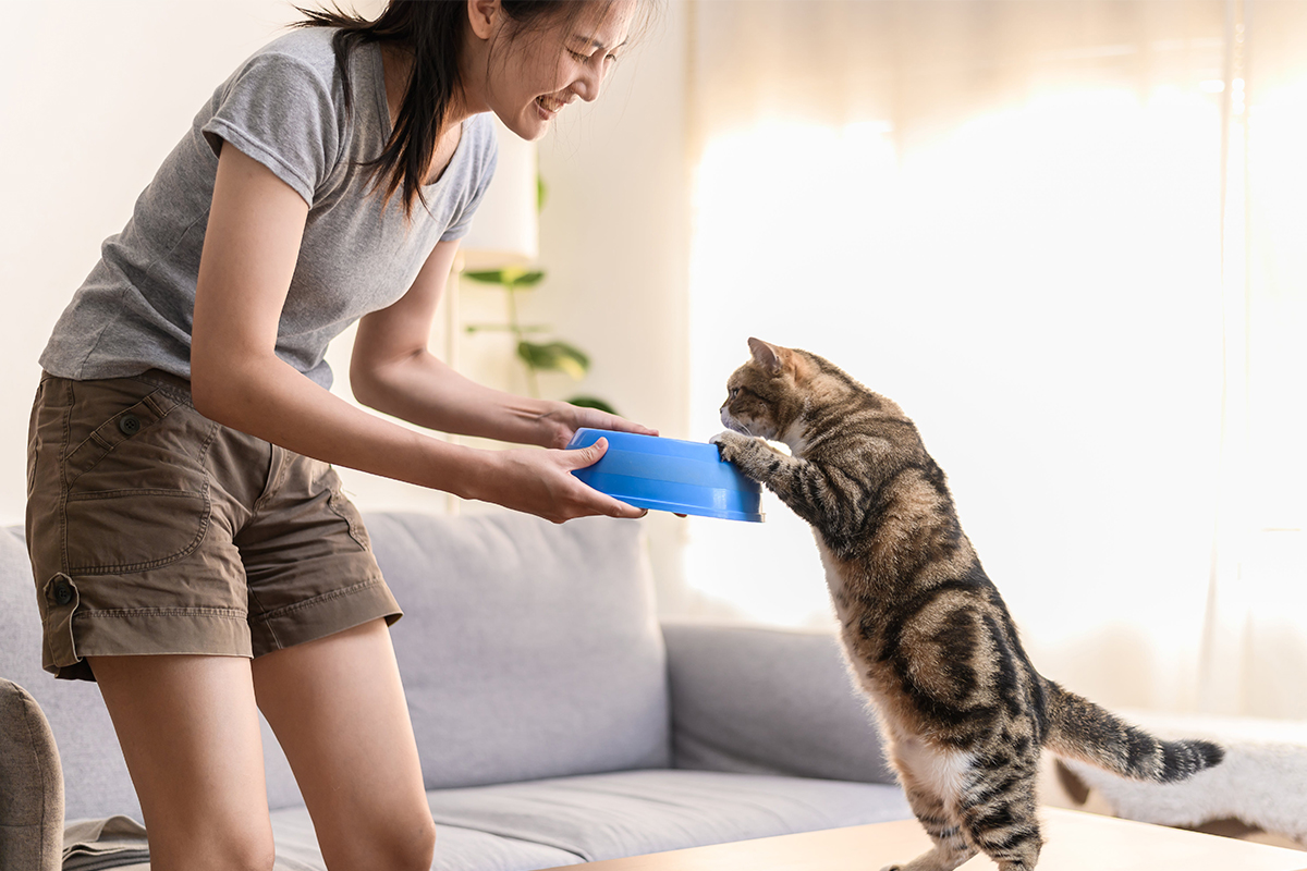 11 Hacks Every Cat Owner Should Know For A Happier Furry Friend - Your