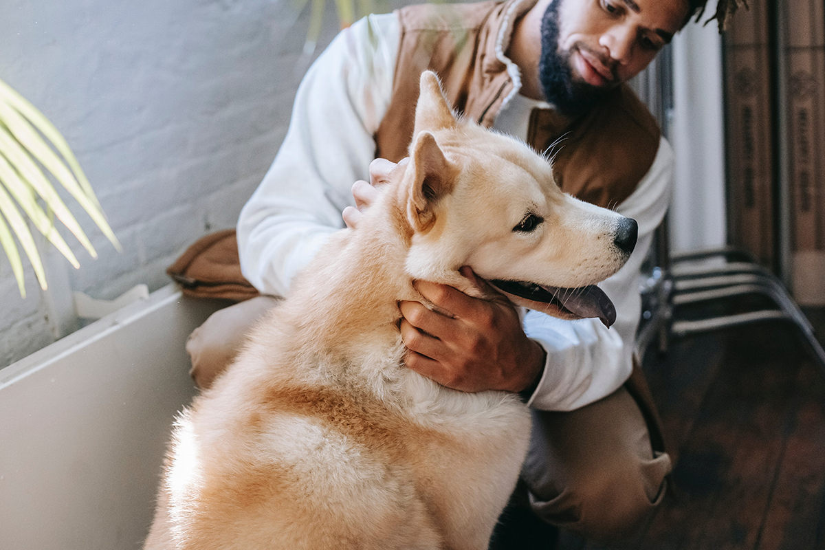 The 14 Most Loyal Dog Breeds That Will Never Leave Your Side - Spilled ...